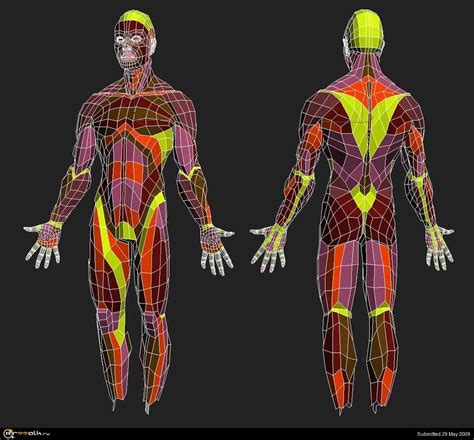 a sample of topological layout for the human body digital sculpting
