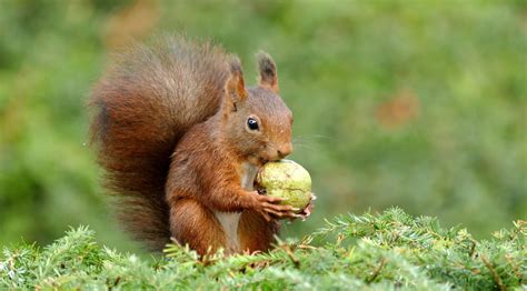 tierischer herbst eichhoernchen erntet  rheinbach nuesse