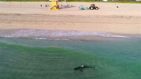 video captures tiger shark swimming  beachgoers  florida cbs news