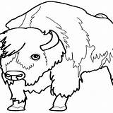 Bison Coloring 1252 Animals Pages Drawing Kb Coloriage sketch template