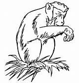 Baboon Coloring Sitting Pages Color Animals Colorless Pile Branch Tattoo Animal 51kb Sheets Tattooimages Biz sketch template