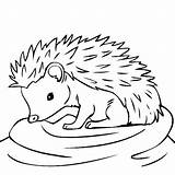 Hedgehog Thecolor Hedgehogs Igel Getdrawings sketch template