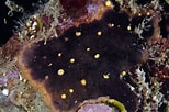 Afbeeldingsresultaten voor Mega violacea Orden. Grootte: 154 x 102. Bron: www.ecured.cu