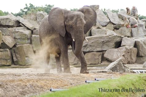 afrikaanse olifant  de beekse bergen een groep olifanten flickr