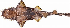 Image result for "orectolobus Ornatus". Size: 245 x 100. Source: marinewise.com.au