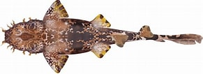 Afbeeldingsresultaten voor "orectolobus Ornatus". Grootte: 291 x 106. Bron: marinewise.com.au