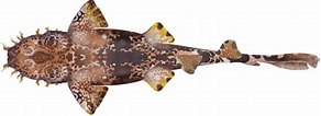 Afbeeldingsresultaten voor "orectolobus Ornatus". Grootte: 292 x 106. Bron: marinewise.com.au