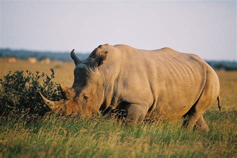 khama rhino sanctuary african travels botswana