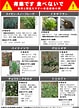 写真 植物 毒 に対する画像結果.サイズ: 79 x 108。ソース: www.pref.miyazaki.lg.jp