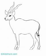 Coloring Oryx Pages Antelope Animals Color Kids Impala Printable Sheet Animal Bongo Designlooter sketch template