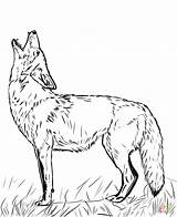 Coyote Howling Wilk Colouring Kojot Kolorowanka Drukuj Supercoloring sketch template