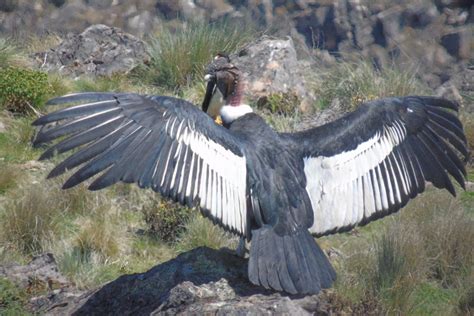 mundial de las aves los peligros  enfrenta el condor andino en