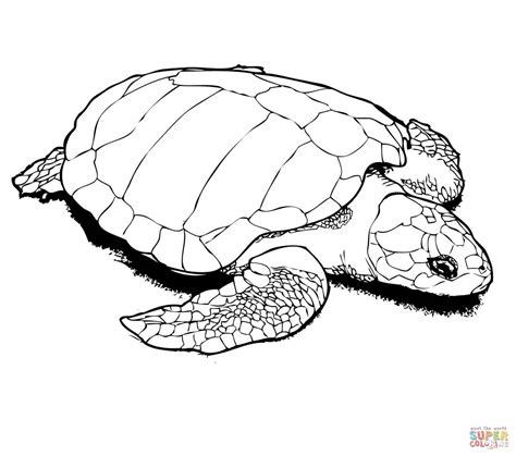 detailed turtle coloring pages  getdrawings