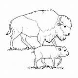 Bison Dessin Coloriage Bisonte 1205 Coloriages Colorier Imprimer Populaire sketch template