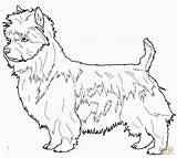 Terrier Coloring Pages Cairn Boston Getcolorings Divyajanani sketch template