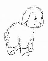 Lamm Agnello Colorare Cordeiro Disegni Lamb Cordero Passeggiata Agneau Ovejas Colorir Malvorlagen Pecore Colorkid Kleines Spaziergang Goats Walk Pequeño Schafe sketch template