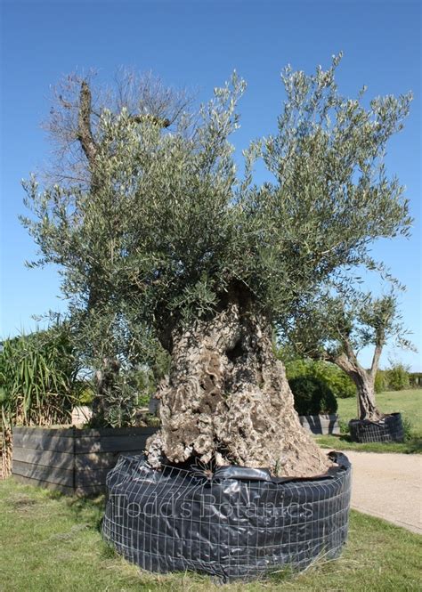 ancient olive trees ancient olive trees cm