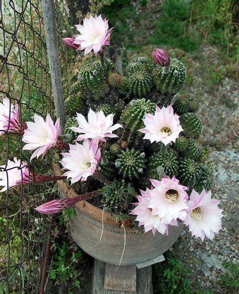 fotos de flores cactus  flores