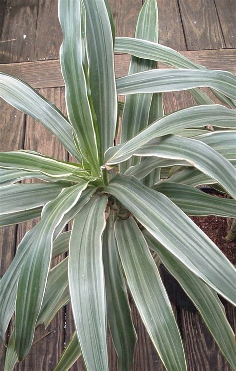 learn   grow  maintenance dracaena plants indoors planter