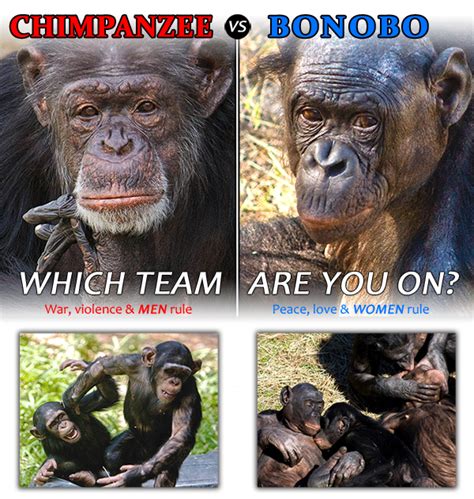 chimpanzee vs bonobo which team are you on page 1