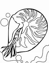 Coral Coloring Reef Pages Nautilus Clipart Kids Fish Line Drawing Drawings Clipartmag Designlooter 49kb 1275 Popular sketch template