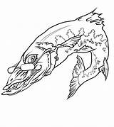 Barracuda Fish Coloring Pages Drawings Drawing Kids Line Teeth Clipart Print Color Cliparts Designlooter Library 55kb 786px Colouring sketch template