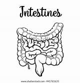Intestine sketch template