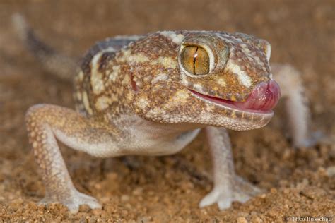 giant ground gecko chondrodactylus angulifer licking  nose