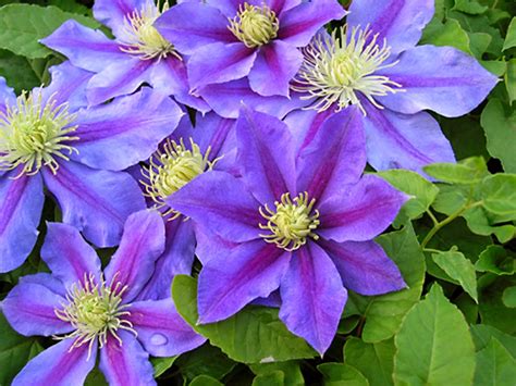 ashcombe farm  greenhouses growing clematis