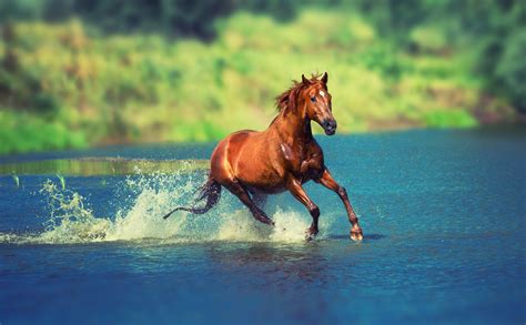 running horse  water hd animals  wallpapers images backgrounds