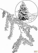 Hemlock Coloring Tree Eastern Pages Canadian Drawing sketch template