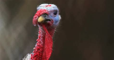 turkey head stock footage videohive