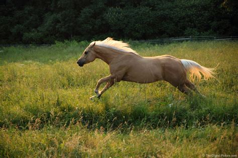 horse running wildly