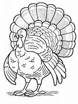 Coloring Turkey Thanksgiving Pages Fall Color Cooked Sketch Kids Drawing Printable Outlines Books Sheets Draw Colouring Fun Getcolorings Sketches Dindon sketch template