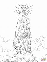 Coloring Meerkat Pages Standing Upright Drawing Color Printable Supercoloring Print Getcolorings Inspirational Comments sketch template