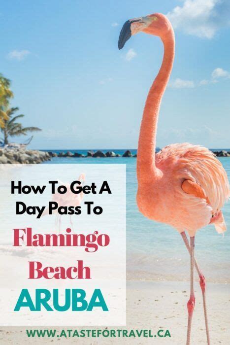 day pass  renaissance island aruba caribbean travel flamingo beach aruba