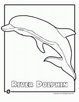 Endangered Coloring Animal Dolphin River Pages Ocean sketch template