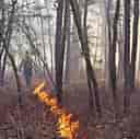 Image result for Pinelands Wildfire 2.4 million trees. Size: 128 x 127. Source: catcountry1073.com