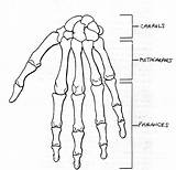 Hand Drawing Skeleton Coloring Anatomy Bones Bone Right Pages Skeletal Labels Anterior Foot Worksheet Left Label Human Diagram Wrist Getdrawings sketch template