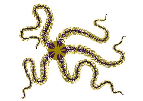 brittle star persephone coelho illustration