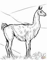 Guanaco Coloring Pages sketch template