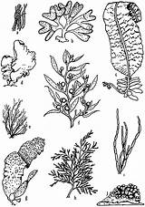 Algae Designlooter Characteristic Ectocarpus Multicellular Ulva Fucus sketch template
