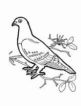 Aves Dove Uccelli Pigeon Oiseaux Sitting Pajaro Salvajes Fauna Passaros Indice sketch template