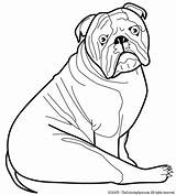 Coloring Pages Dog Template Bulldog English Mastiff Templates American Animal Printable Colouring Color Shape Print Girl Printables Getcolorings Sheets Getdrawings sketch template