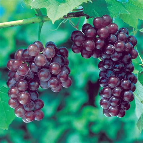 reliance seedless grape grape vines stark bros