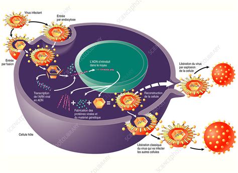 virus life cycle  host cell diagram stock image  science photo library