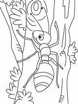 Ants Tree Coloring Climbing Pages Color sketch template
