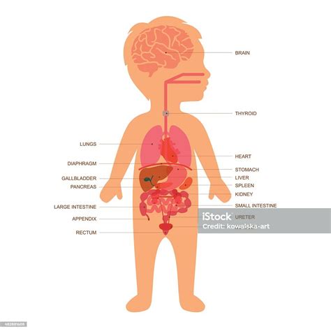 human body anatomy child stock vector art  images