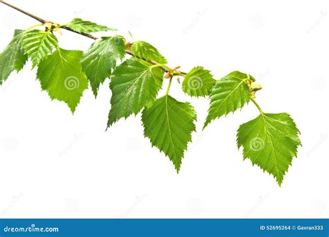 birch branch  leafs stock photo image  floral