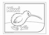 Waitangi Craft Kiwi Coloring Drawing sketch template